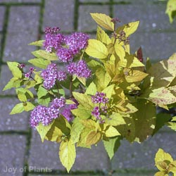 Spiraea Japonica Candlelight