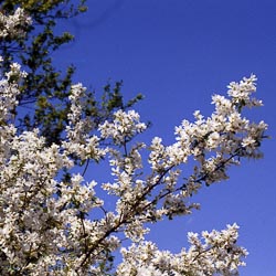 Exochorda Magical Springtime  30-40cm 3L