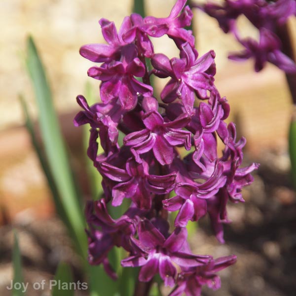 Awaiting product image