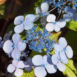 Hydrangea