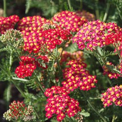 Achillea  'Paprika'