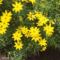 Coreopsis verticillata 'Zagreb'