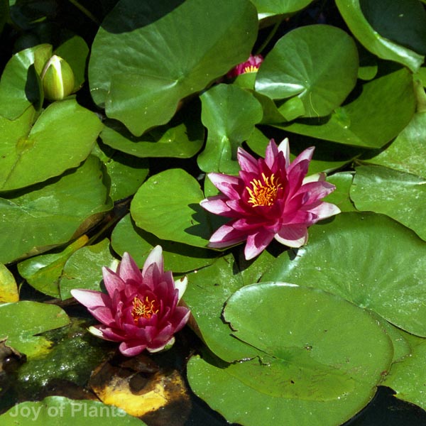 Awaiting product image