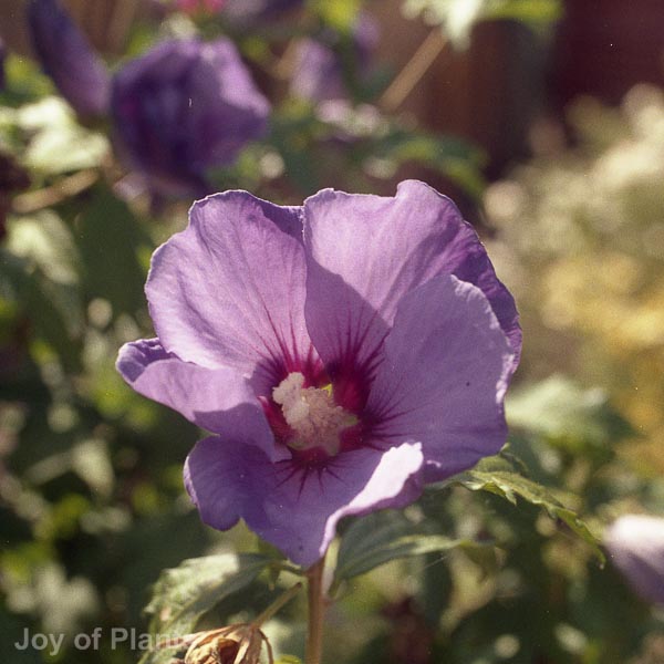 Awaiting product image