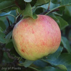 Malus Yellow Siberian