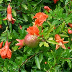 Punica Granatum