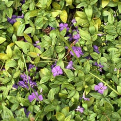 vinca minor