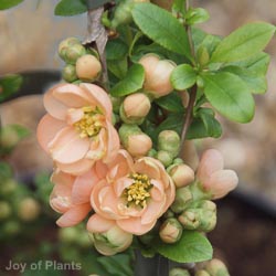Chaenomeles spec. Geisha Girl