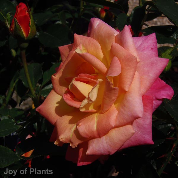 Awaiting product image