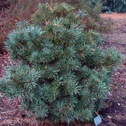 Pinus Sylvestris Watereri