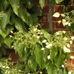 Schizophragma hyd Moonlight