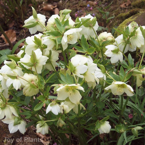 Awaiting product image