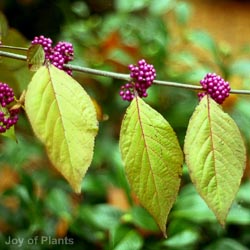 Callicarpa Bodinieri Profusion
