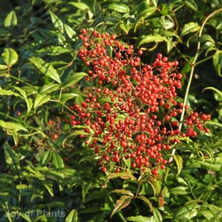 Nandina Domestica