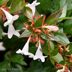 Abelia Grandiflora