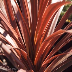 Cordyline Red Star