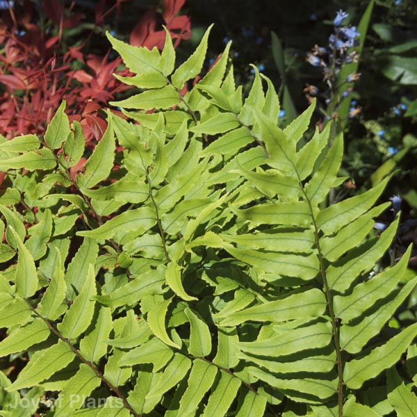 Awaiting product image