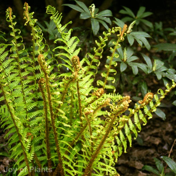 Awaiting product image