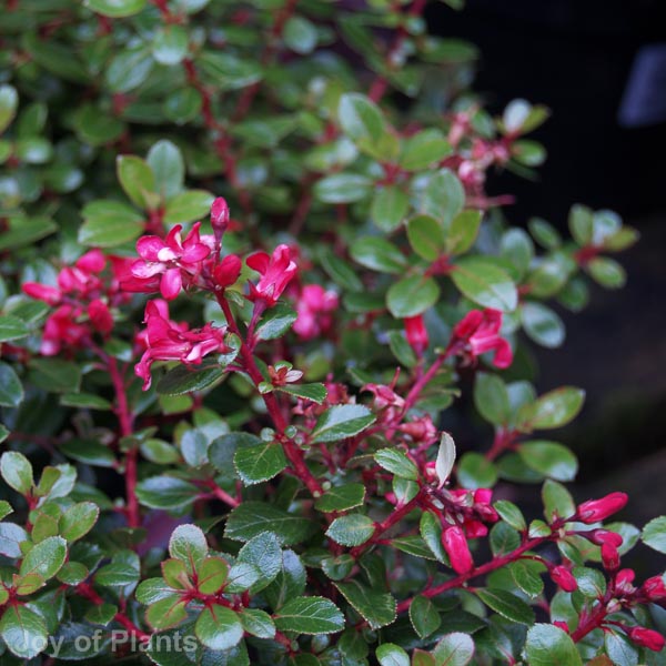 Awaiting product image