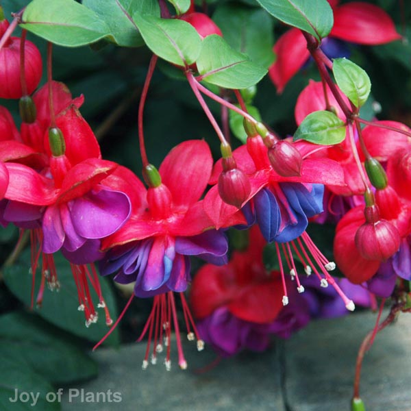 Awaiting product image