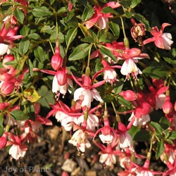 Fuchsia Mixed 3L