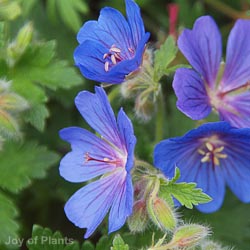 Geranium Rose
