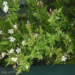 Jasminum Officinale