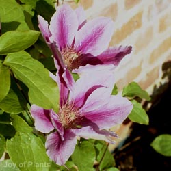 Clematis White Abundance