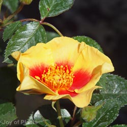 Rosa Eye Of The Tiger