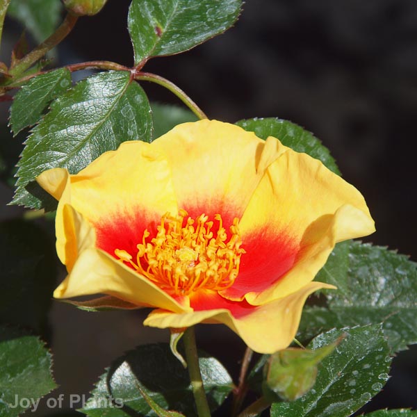 Awaiting product image