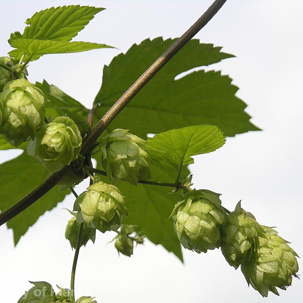 Awaiting product image