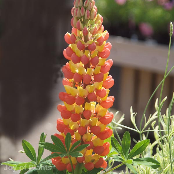 Awaiting product image