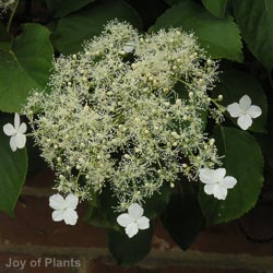 Hydrangea a. Crug Coral
