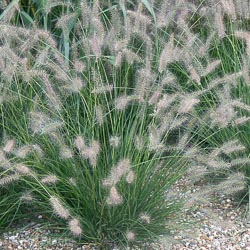 Pennisetum Alopecuroides Hameln