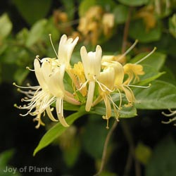 Lonicera Periclymenum