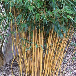 Phyllostachys aurea. Aureocaulis