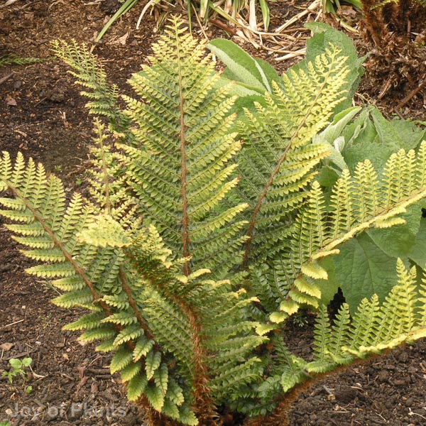 Awaiting product image