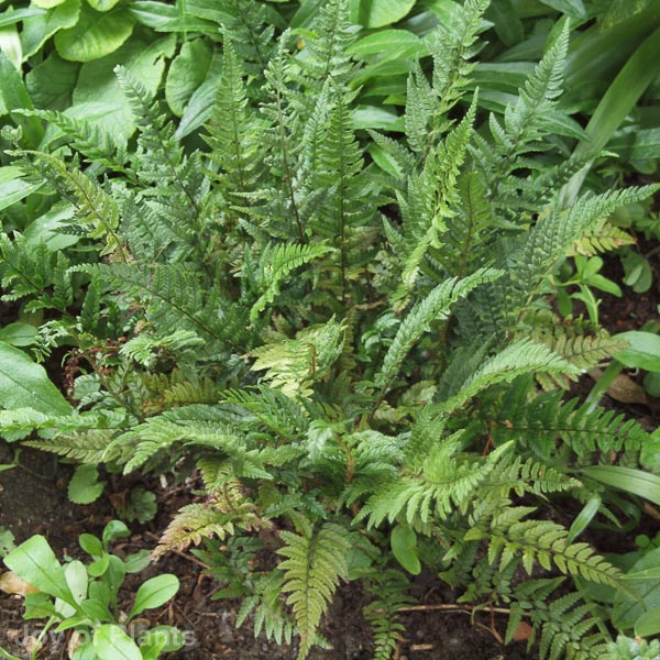 Awaiting product image