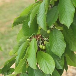 prunus a. stella