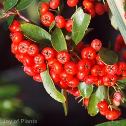Pyracantha Saphy red