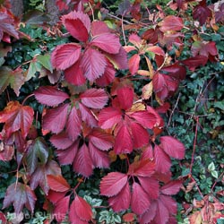 Parthenocissus Englmannii