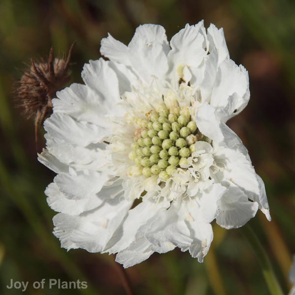 Awaiting product image