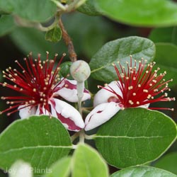 Feijoa Sellowiana Ball
