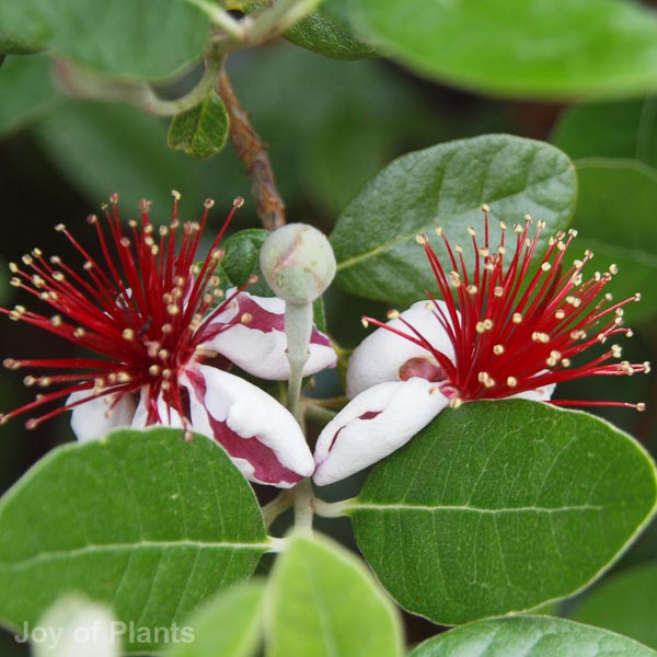 Awaiting product image