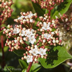 Viburnum tinus French White