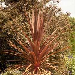 Cordyline Red Heart