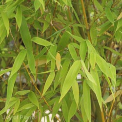 Phyllostachys Aurea
