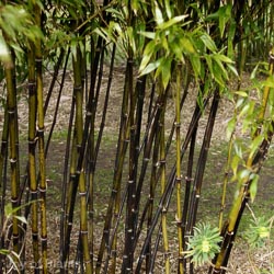 Phyllostachys nigra