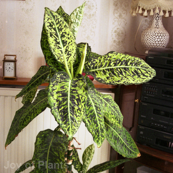 Awaiting product image