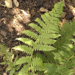 Athyrium Filix Femina
